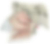 会員限定の図