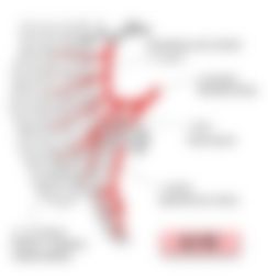 会員限定の図