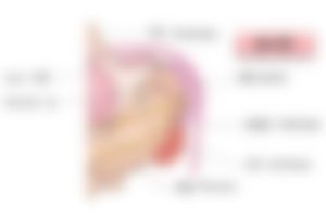 会員限定の図
