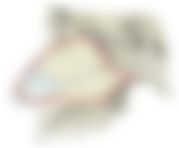 会員限定の図