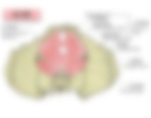 会員限定の図