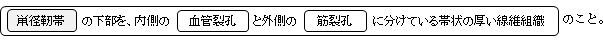 腸恥筋膜弓とは、鼡径靭帯の下部を、内側の血管裂孔と外側の筋裂孔に分けている帯状の厚い線維組織のこと。