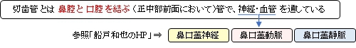 切歯管とは鼻腔と口腔を結ぶ(正中部前面において)管で、神経・血管を通している。