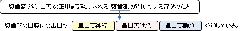 切歯窩とは口蓋の正中前部に見られる切歯孔が開いている窪みのこと。切歯管の口腔側の出口で鼻口蓋神経・動脈・静脈を通している。