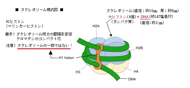 ヌクレオソーム模式図