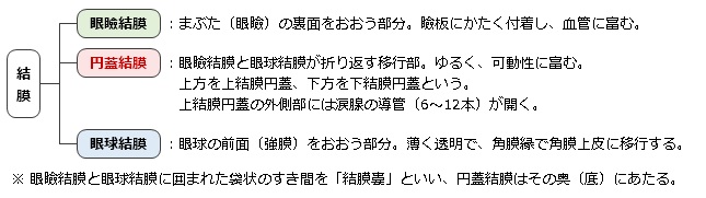 結膜の構造（眼瞼結膜・円蓋結膜・眼球結膜）