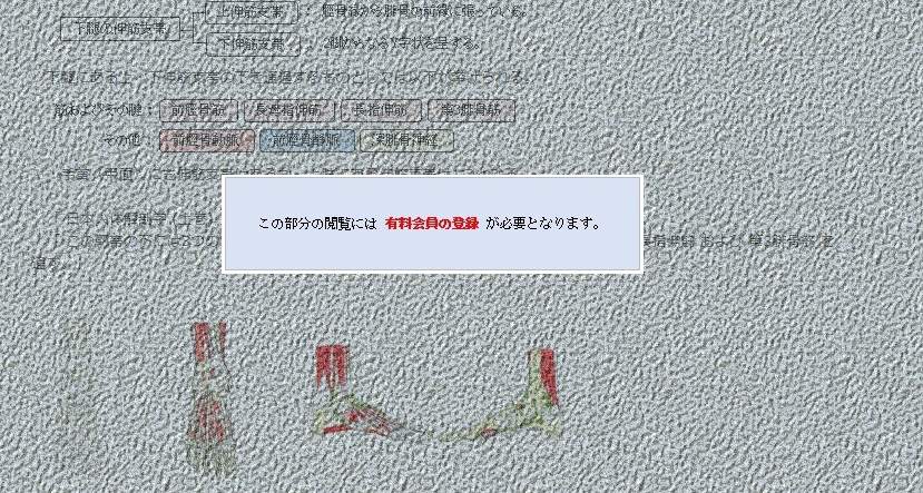 Retina Visual Visual Anatomy 視覚解剖学