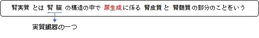腎実質とは