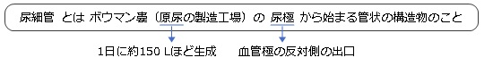 尿細管とは