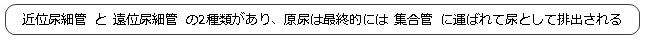 近位尿細管と遠位尿細管