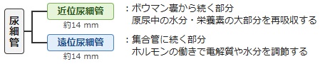 尿細管の構成（近位尿細管・遠位尿細管）