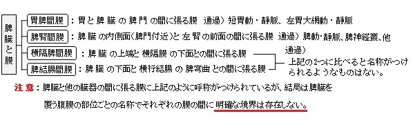 脾臓と周りの間膜