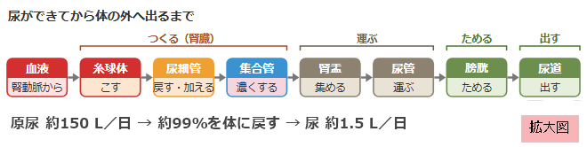 尿ができてから体の外へ出るまで