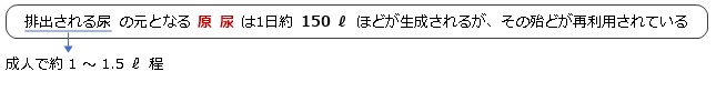 排出される尿と原尿