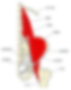 会員限定の図