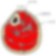 会員限定の図