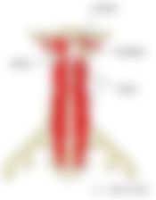 会員限定の図