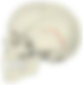 会員限定の図