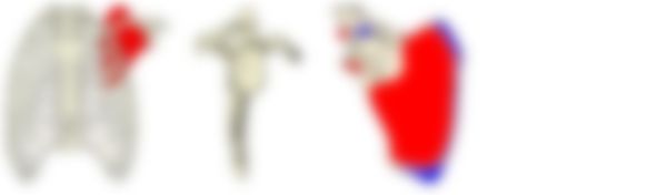 会員限定の図