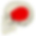 会員限定の図