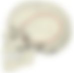 会員限定の図