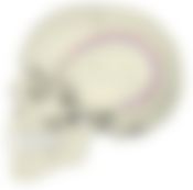 会員限定の図