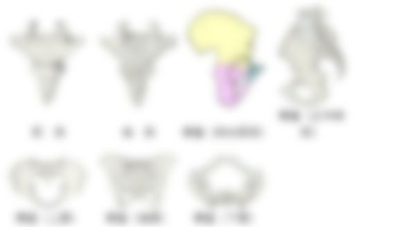 会員限定の図