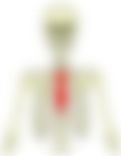 会員限定の図