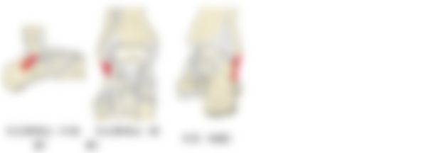 会員限定の図
