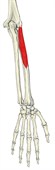 短橈側手根伸筋