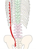 腰腸肋筋