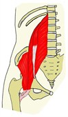 腸腰筋