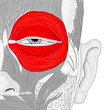 眼輪筋