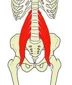 大腰筋