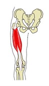 大腿直筋