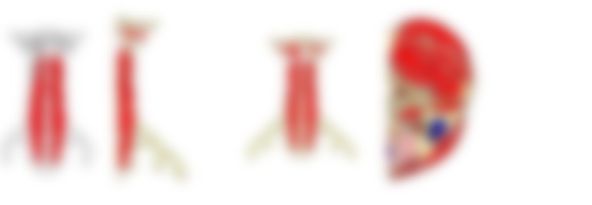 会員限定の図