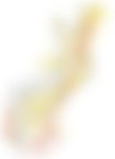 会員限定の図
