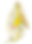 会員限定の図